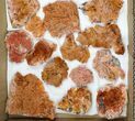 Lot - Pink and Orange Bladed Barite - Pieces #103747-1